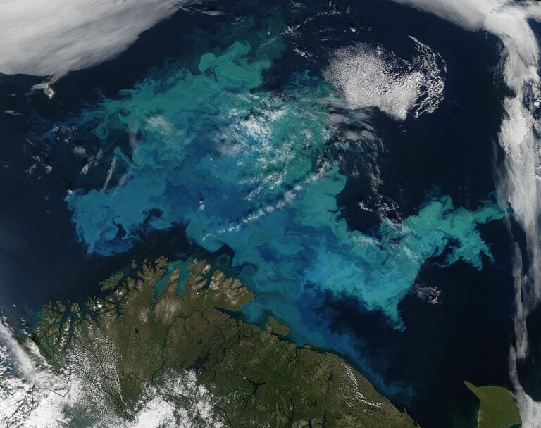 Drveće i zemlja prošle godine gotovo da nisu apsorbirali CO2 – šta se dešava s prirodnim ponorom ugljika?