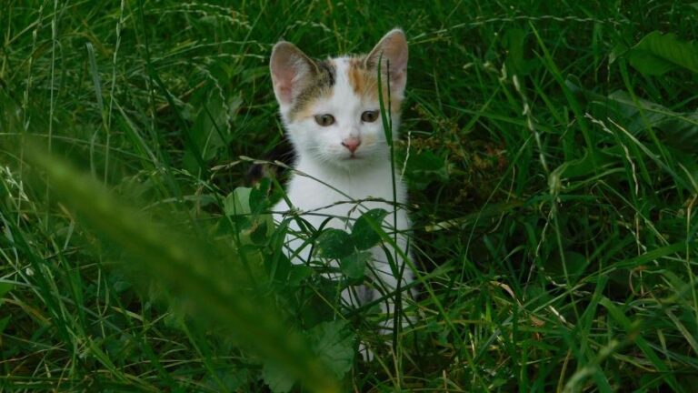 Studija genoma otkriva prekretnicu u istoriji pripitomljavanja mačaka
