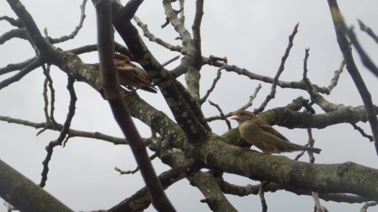 Čovjek koji je napravio više od 250.000 gnijezda kako bi vratio ptice u svoj grad