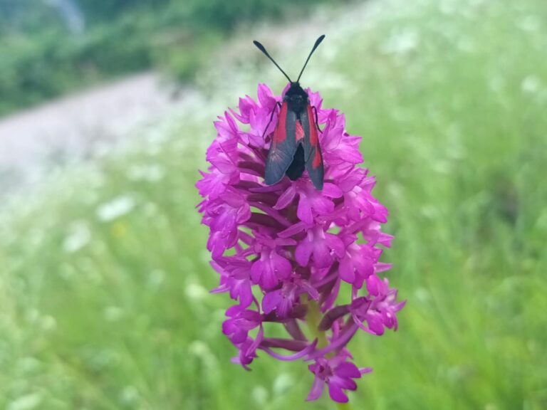 Insekti nestaju zabrinjavajućom brzinom