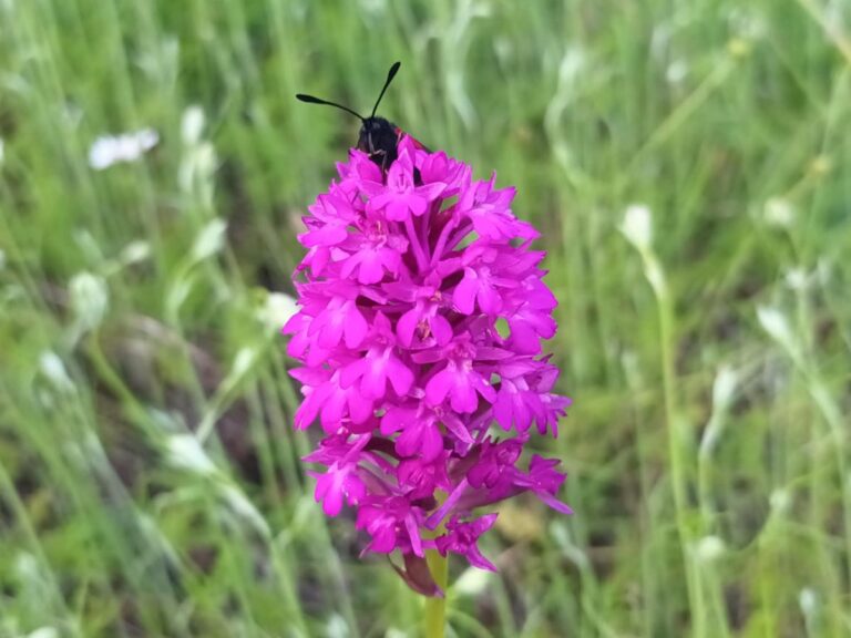 Svjetski dan divljih vrsta – malo pažnje posvećujemo biljkama