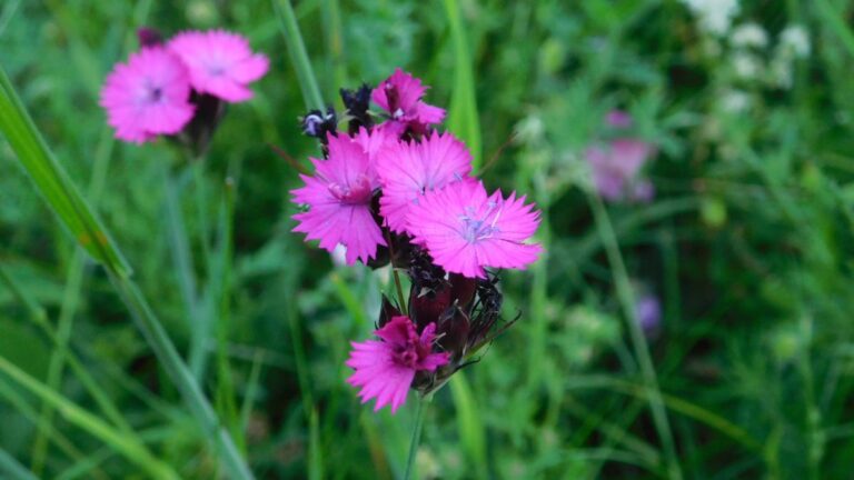 U RS zaštićeno 818 vrsta biljaka