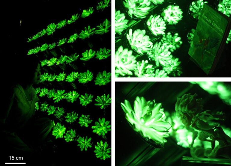 “Zamislite svijet Avatara…” – Kineski naučnici od biljaka napravili prirodne svjetiljke