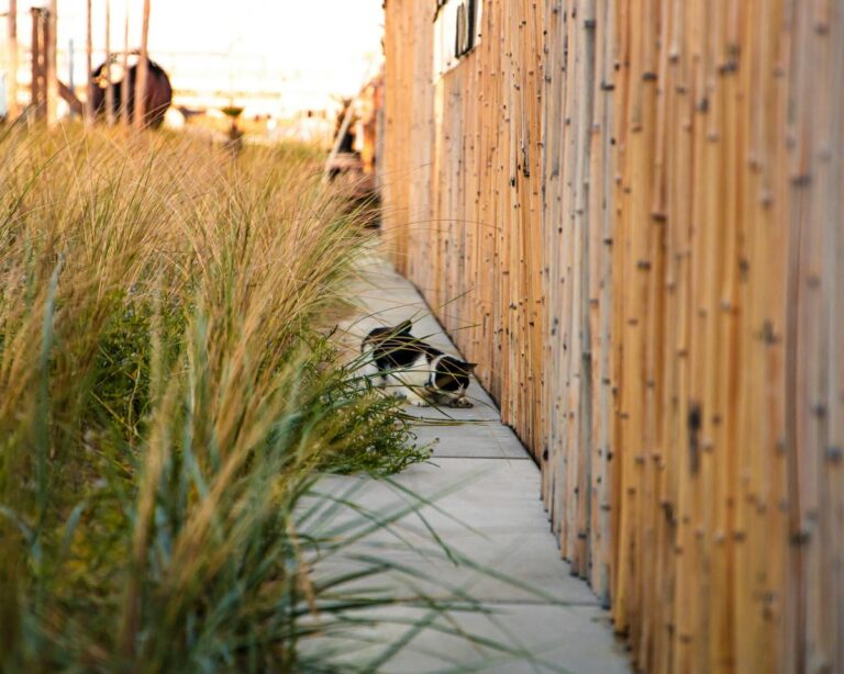 Zbog čega mačke donose plijen svojim vlasnicima?