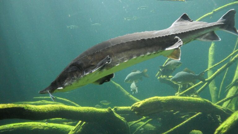 Dunavske države pokreću zajednički projekat za očuvanje ribe jesetra