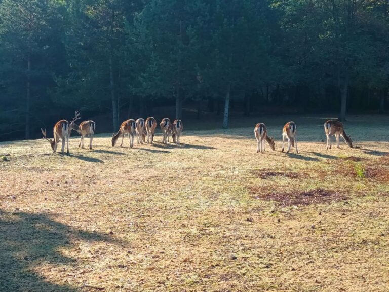 Tek što su se jeleni vratili na Majevicu, jedan je ubijen