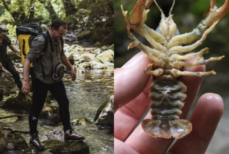 U rijeci Volujak pronađena vrsta raka koja je preživjela ledeno doba