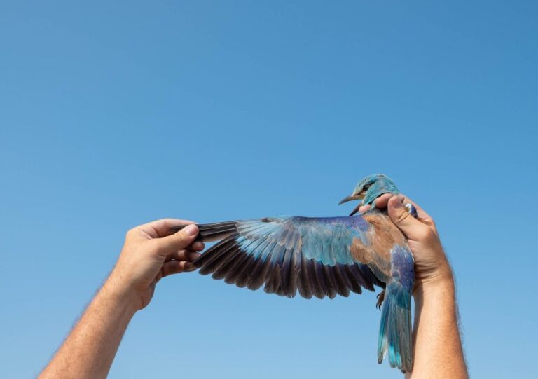 Postavljene kućice za gniježđenje modrovrane: Izumrla gnjezdarica dobija novu šansu