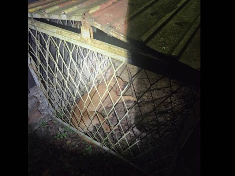 MUP RS u akiji “Sambo”:  Uhapšeno 14 osoba zbog ilegalne borbe pasa