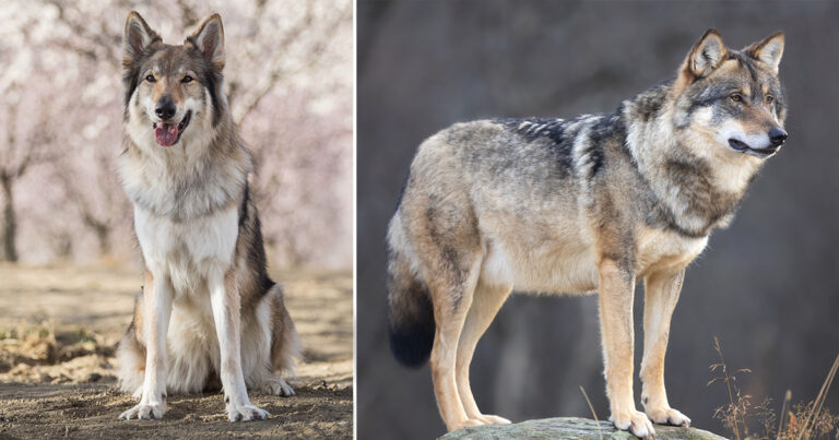 Istraživanje o kognitivnim razlikama između pasa i vukova: Ko je pametniji?