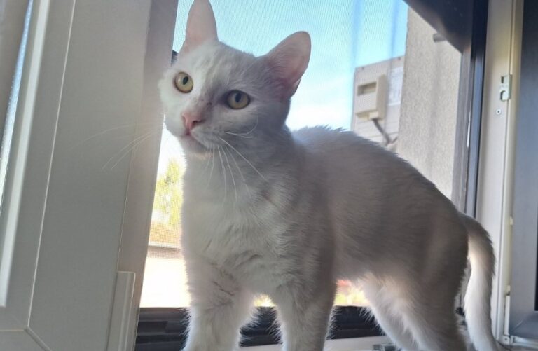 “Ja sam Luna, pomozi mi da se vratim kući, čeka me sestra” Nestala maca, djevojka koja je voli pronalazaču nudi ozbiljnu nagradu