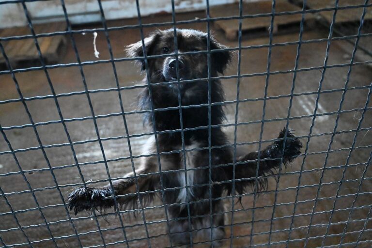 Volonteri ogorčeni: Životinje u azilu na Manjači u nehumanim uslovima