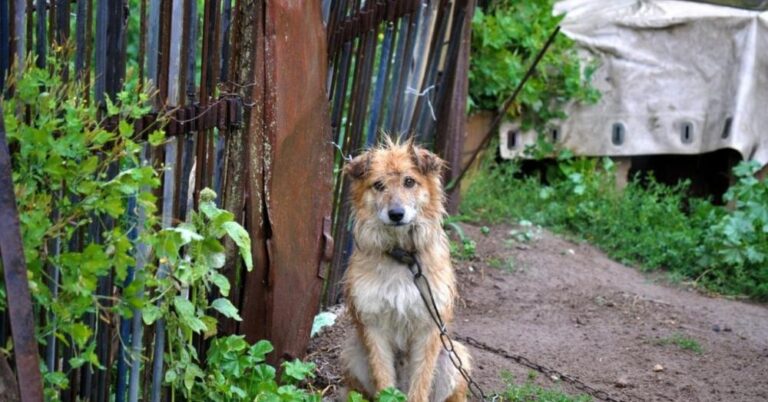 Slovenci uvode kazne: Za držanje psa na lancu i do 1.600 evra