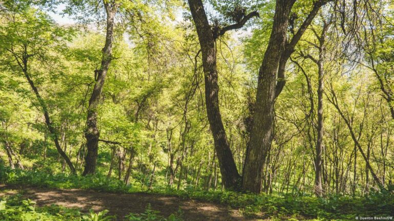 Suši se najveća prirodna šuma oraha na svijetu