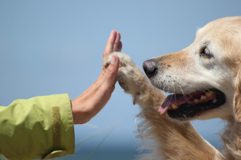 Životinje kao „terapeuti“