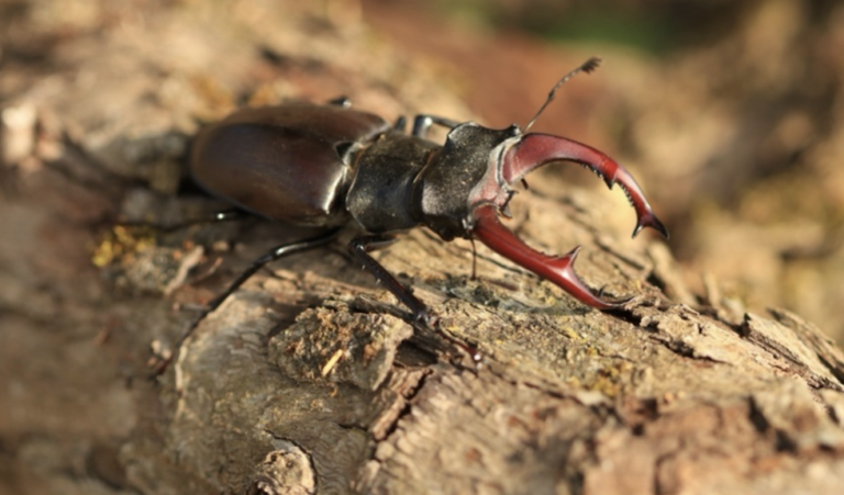 Građanska nauka: 27 novih lokaliteta za jelenka