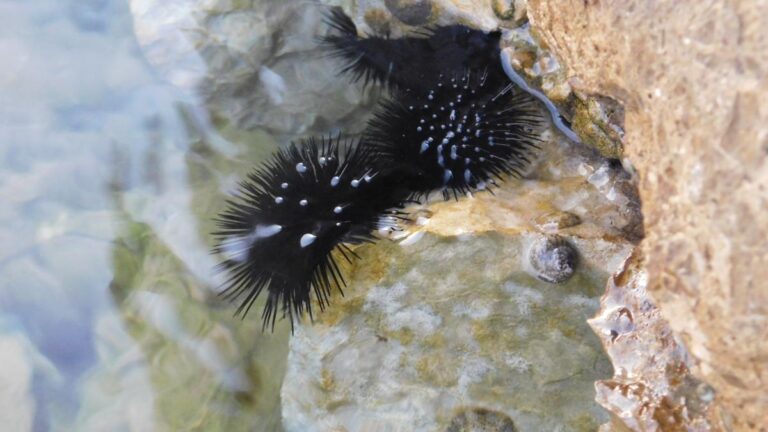 Vrsta morskog ježa na rubu izumiranja zbog morske pandemije
