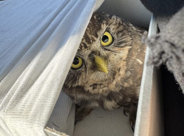 Zaštita ptica na Kampusu: priča o sovi iz Banjaluke