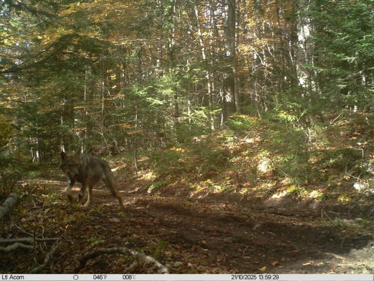 Monitoring vuka u BiH 2025.: Populacija pod pritiscima