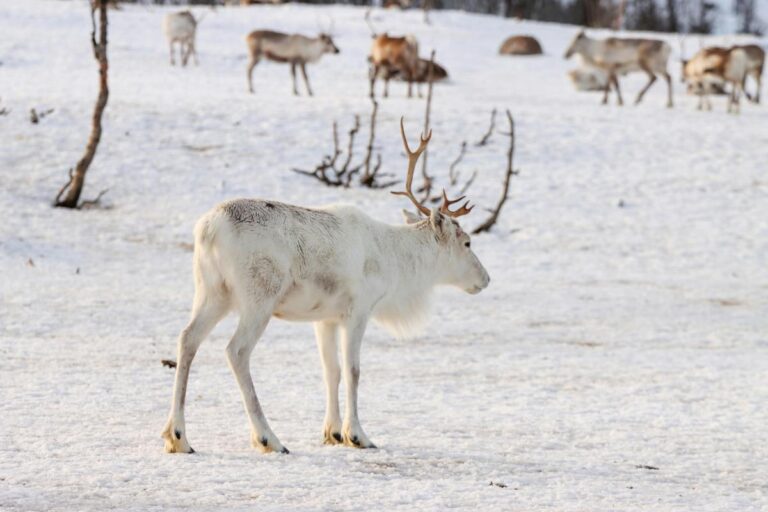 Sve topliji praznici i sve manje irvasa: Kako neke životinje podnose klimatske promjene