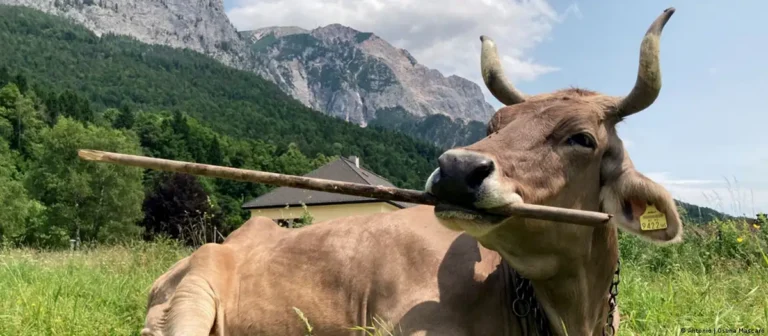 Veronika, pametna krava koja je zbunila naučnike