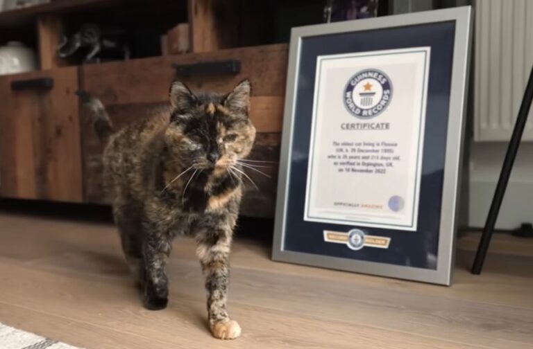 Najstarija mačka na svijetu proslavila 30. rođendan
