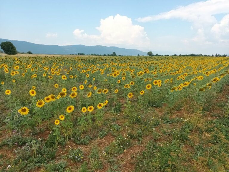 Fitoremedijacija – biljke u borbi protiv mikroplastike u okolišu