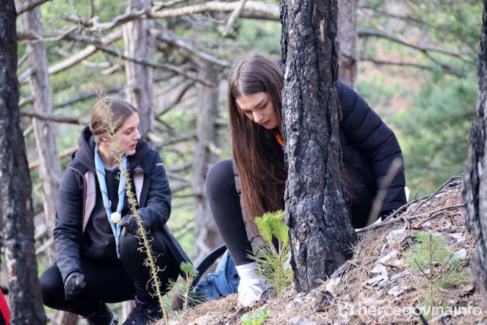 Djevojke sade drveće