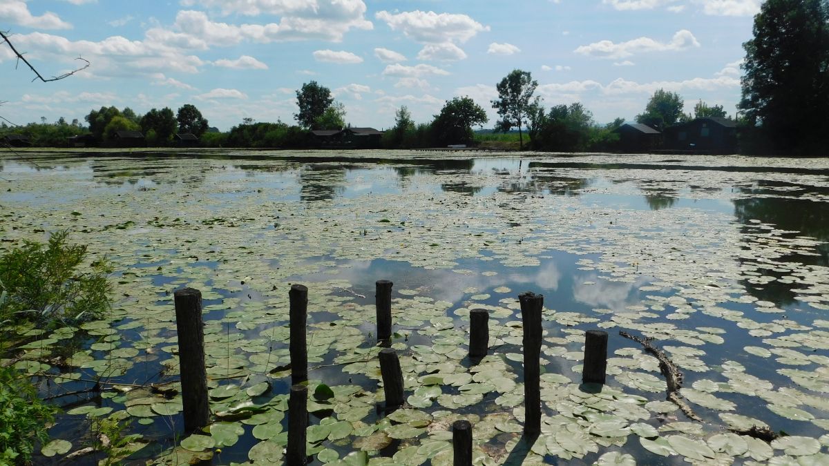 Močvara i lokvanji