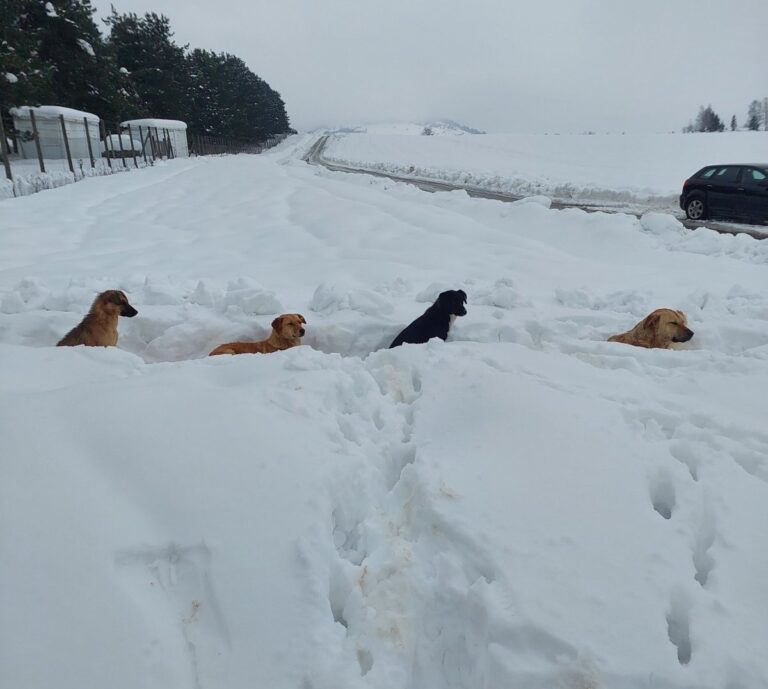 Azil na Manjači: Volonteri tvrde – psi u snijegu prepušteni sami sebi