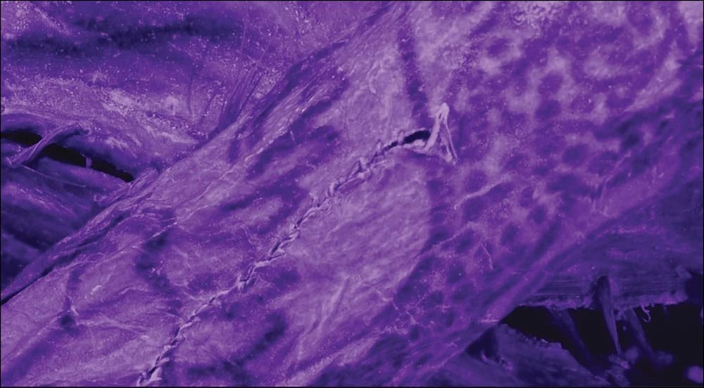 Tetovaža mumije iz Sibira