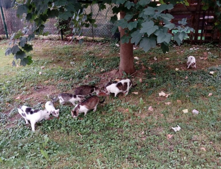 Udruženje WagWag pokrenulo prvi popis napuštenih mačaka Banjaluke