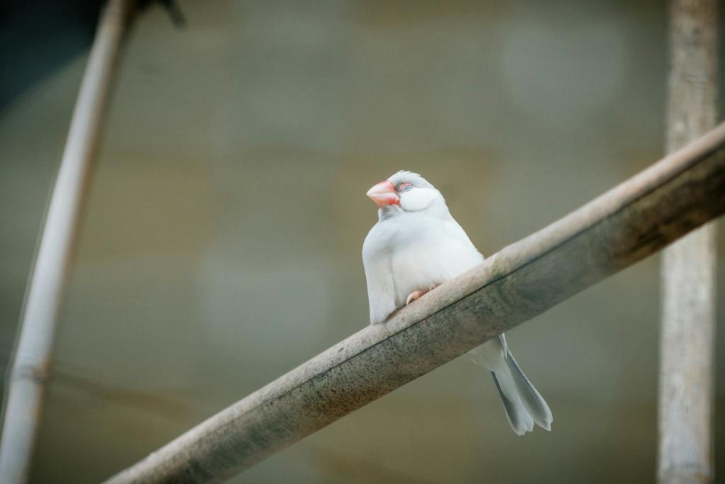 ptica spava na grani