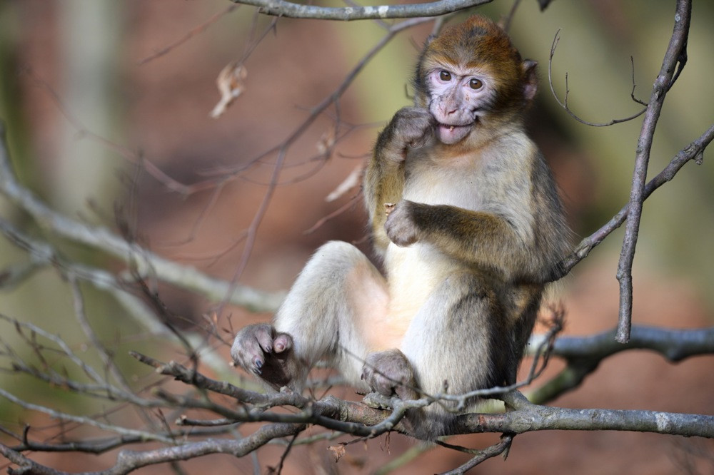 Barbary macaque majmun