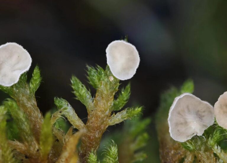 U Blagaju otkrivene izuzetno rijetke vrste gljiva, zabilježene u samo nekoliko država u Evropi