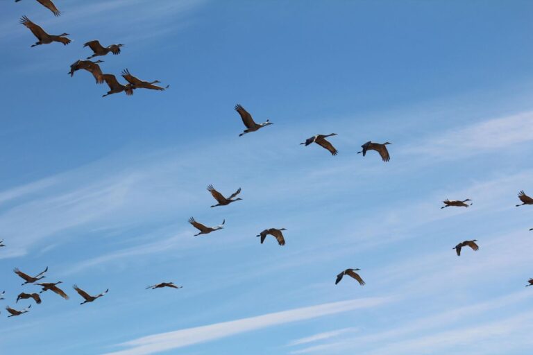 Između neba i nestanka: Populacije ptica se smanjuju, preventivno djelovanje je ključno