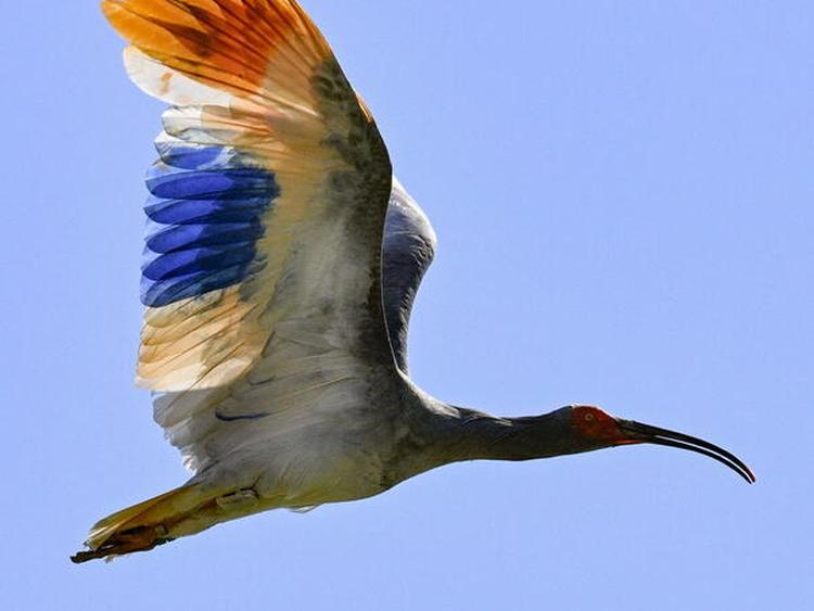 kukmasti ibis