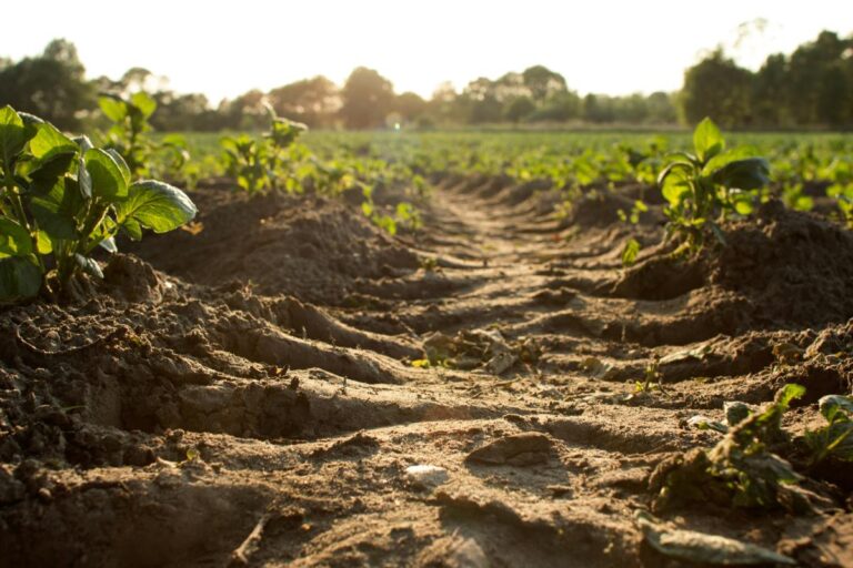 UNEP – Sedam načina za obnovu zemljišta, zaustavljanje dezertifikacije i borbu protiv suše