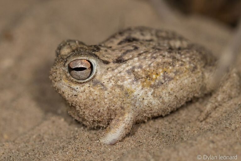 Od pustinjske žabe do dubokomorskih mekušaca – Ažurirana Crvena lista ugroženih vrsta IUCN-a