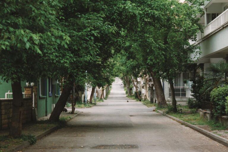 Drveće može da prepolovi efekat urbanog toplotnog ostrva, pokazuje analiza u 9.000 velikih gradova