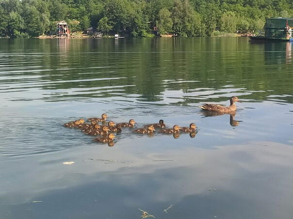 Tuzla izvor patke vijesti BA