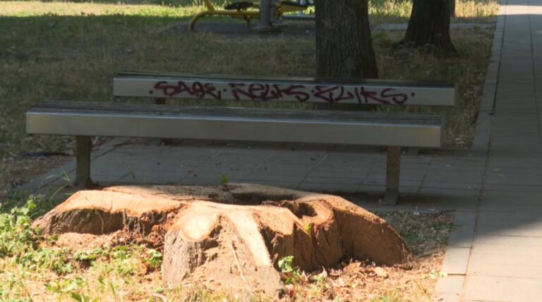 Gdje je struka u sječi i sadnji stabala u Sarajevu?: “Nedostaje komunikacije”