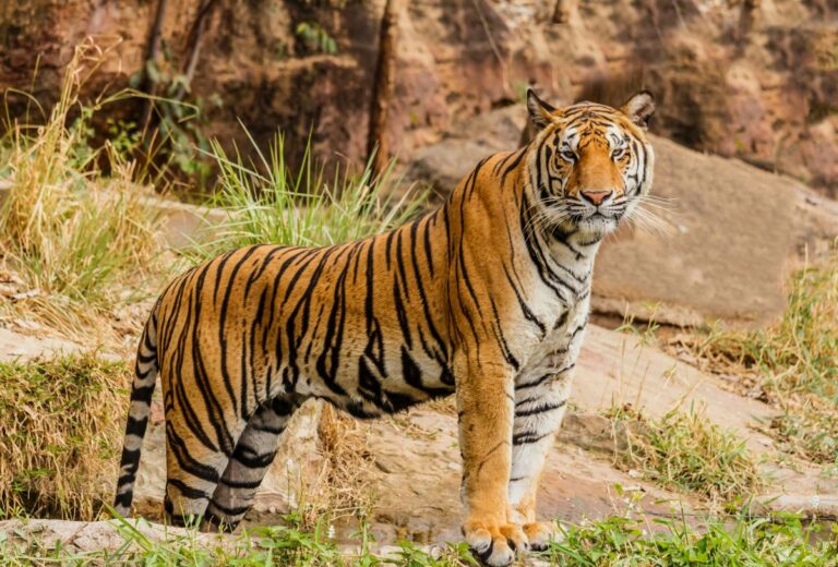 DOBRE VIJESTI – Populacija tigrova u Nepalu ponovo je porasla